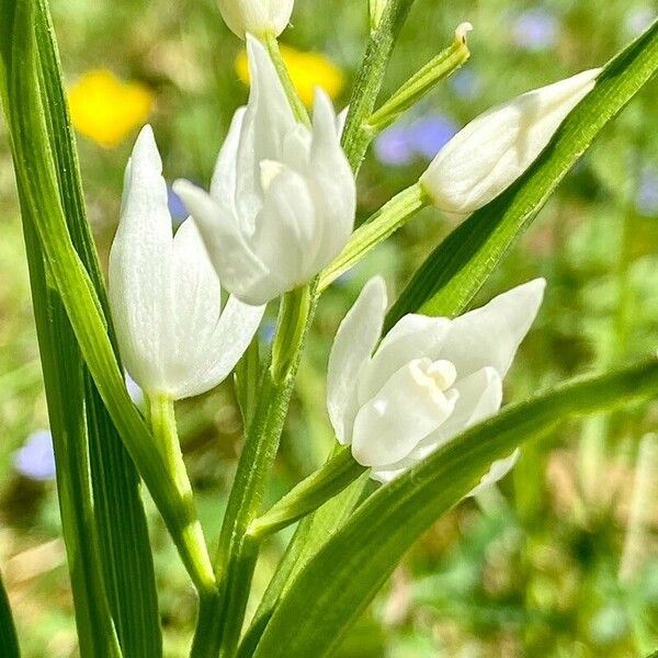 Cephalanthera longifolia Flor