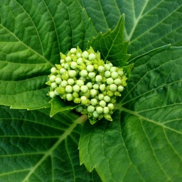 Hydrangea macrophylla Flower