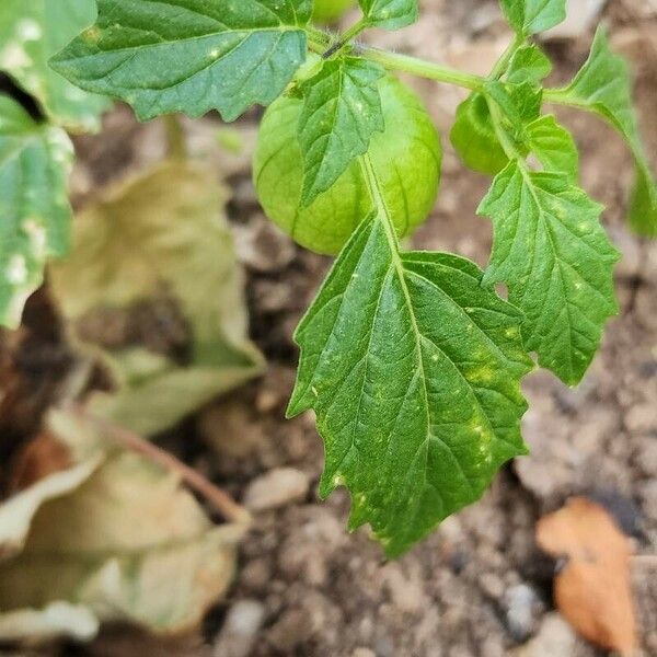 Physalis philadelphica 叶