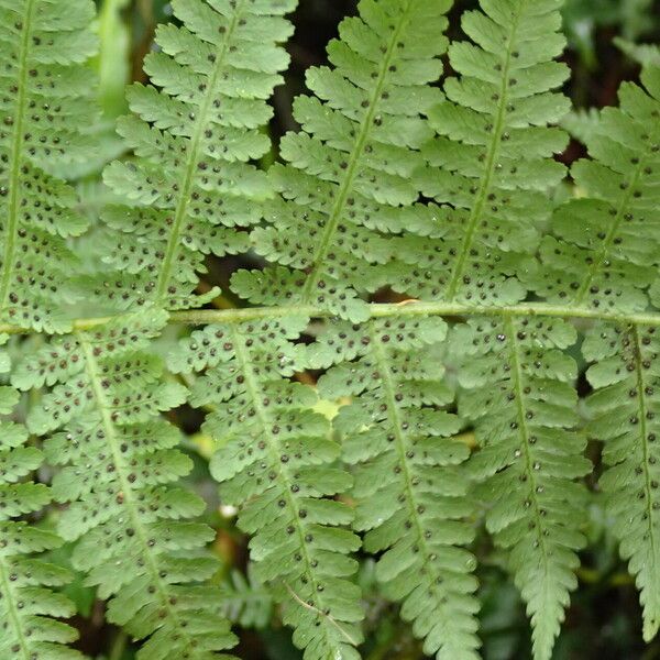 Deparia boryana Leaf