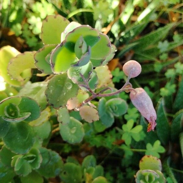 Kalanchoe fedtschenkoi Цветок