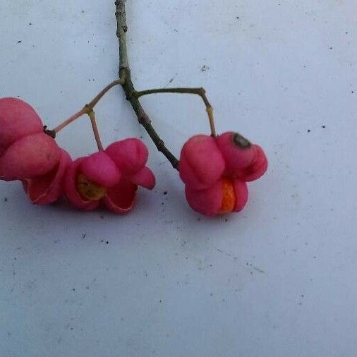 Euonymus europaeus ফল