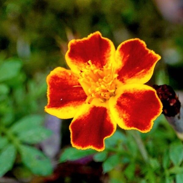 Tagetes tenuifolia Flower