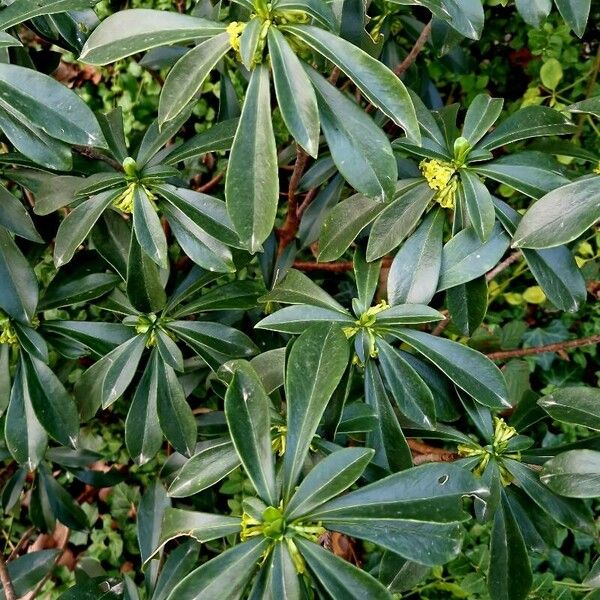 Daphne laureola 形态