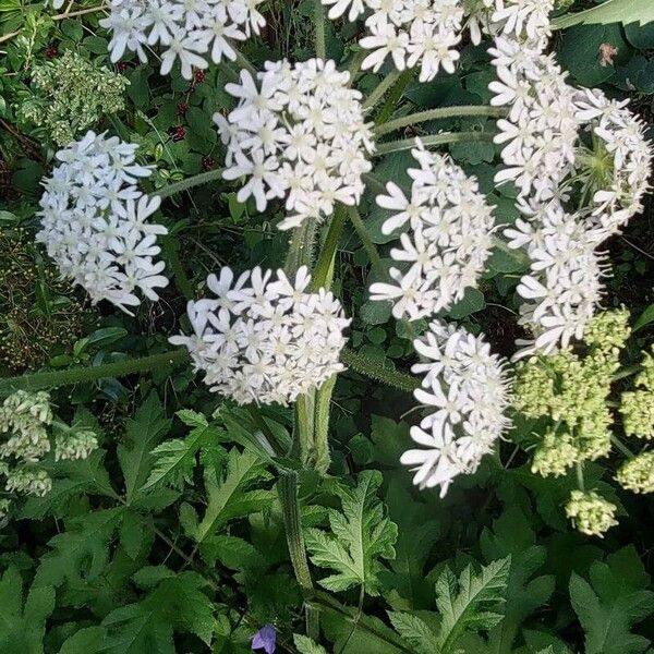 Heracleum sphondylium Квітка