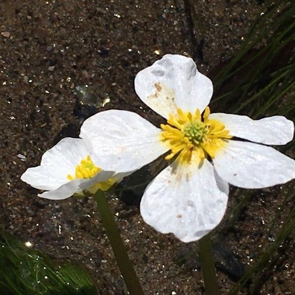 Ranunculus fluitans Kvet