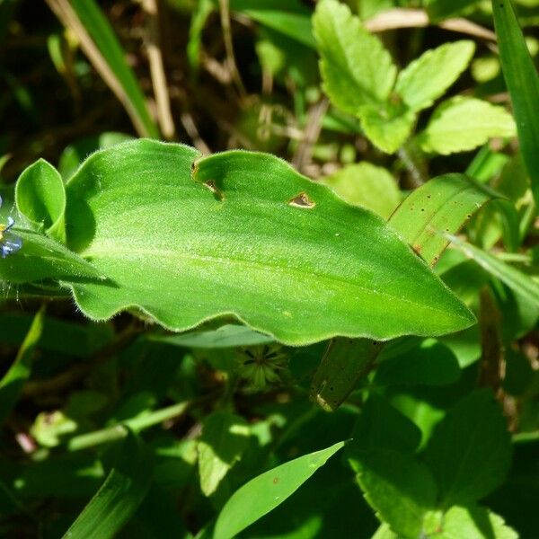 Commelina benghalensis List