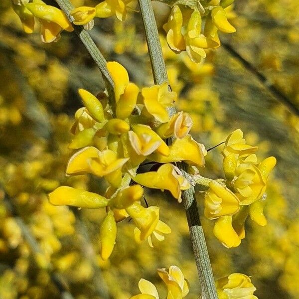 Retama sphaerocarpa Fiore