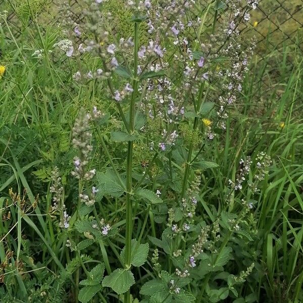 Nepeta nuda 整株植物