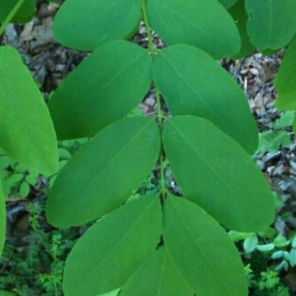 Robinia pseudoacacia برگ