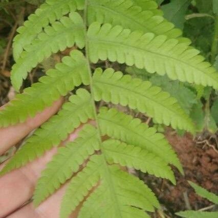 Phegopteris connectilis Leaf
