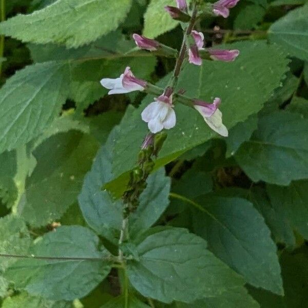 Phryma leptostachya Flower