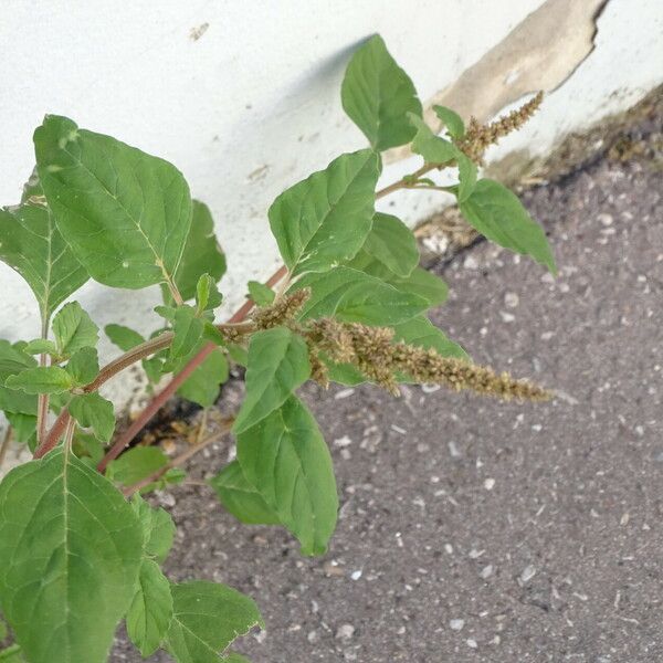 Amaranthus deflexus Habit