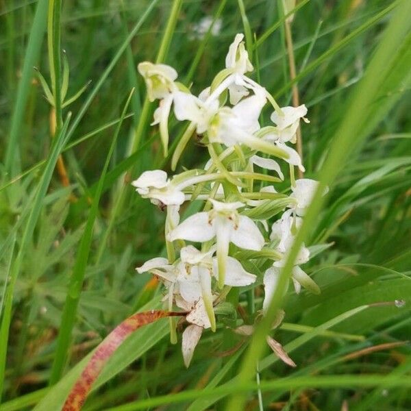 Platanthera chlorantha फूल