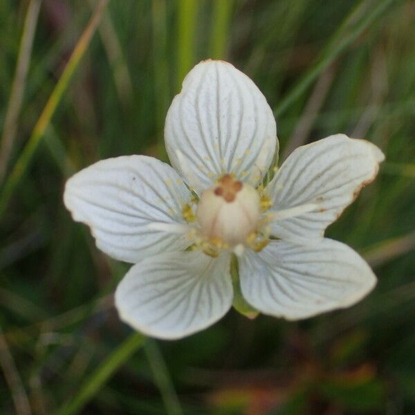 Parnassia palustris Кветка