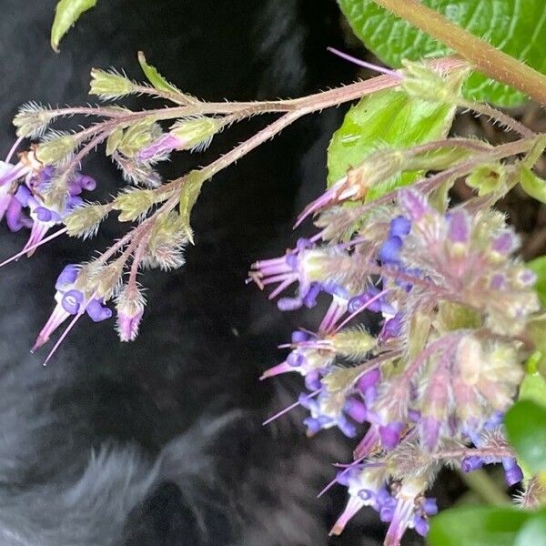 Trachystemon orientalis Flower