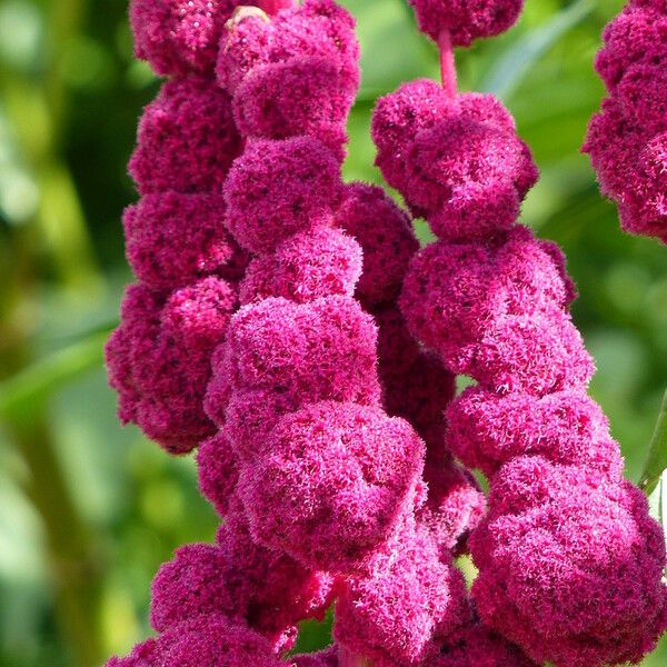 Amaranthus caudatus Blomma