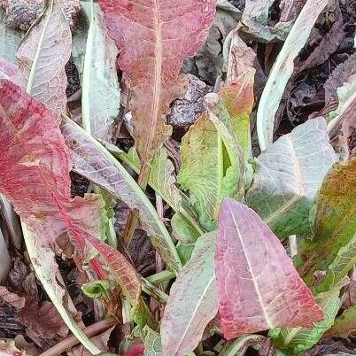 Rumex crispus Habitus