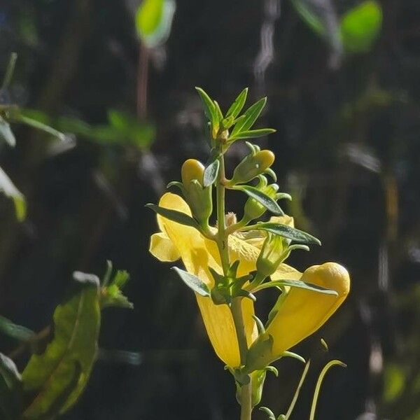 Aureolaria virginica Blüte
