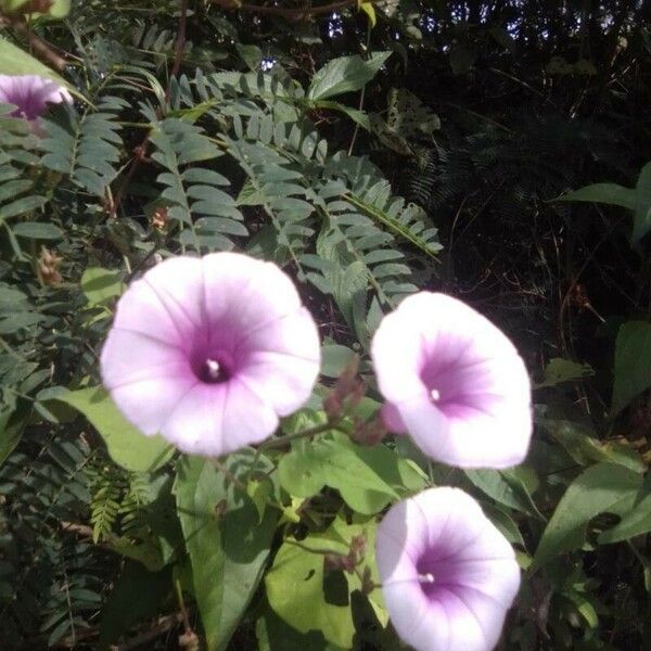 Ipomoea trifida Floro