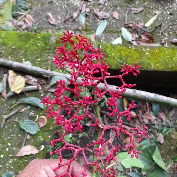 Cissus erosa Flors