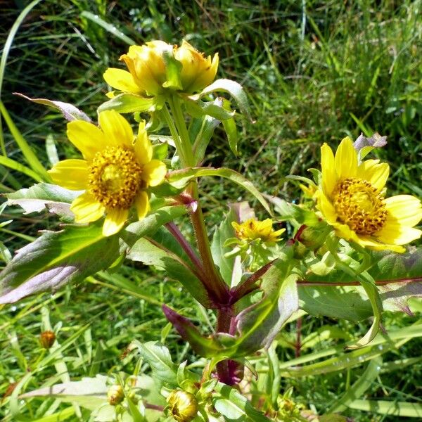 Bidens cernua Leaf