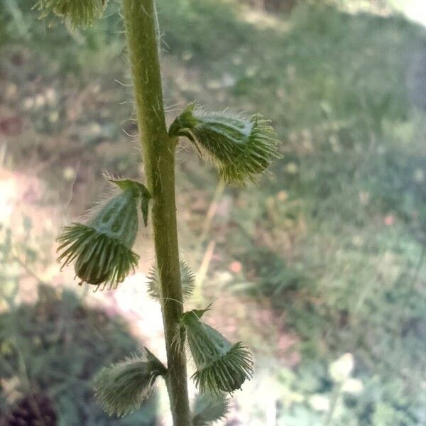 Agrimonia eupatoria Плід