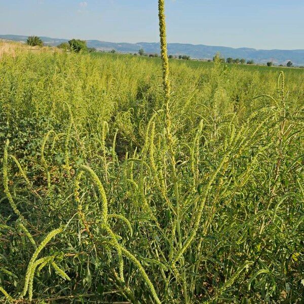 Amaranthus palmeri Floare