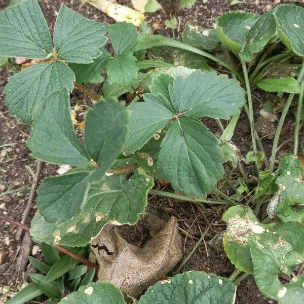 Fragaria virginiana Blad