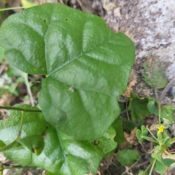 Cocculus carolinus Flower