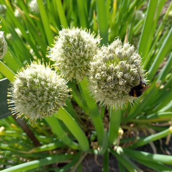 Allium cepa برگ