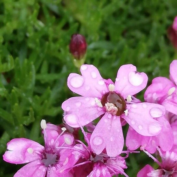 Silene acaulis Fleur