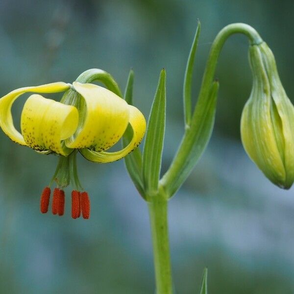 Lilium pyrenaicum Blomst