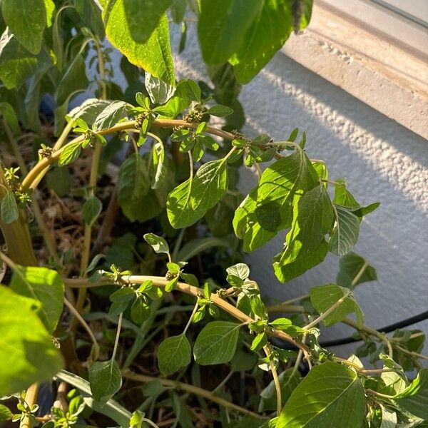 Amaranthus blitum पत्ता