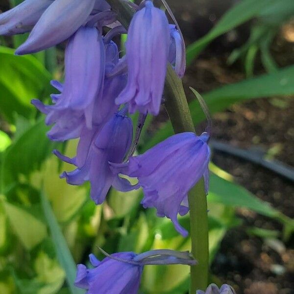 Hyacinthoides non-scripta 花