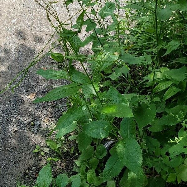 Verbena urticifolia Habitat