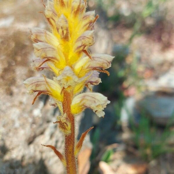 Orobanche artemisiae-campestris Кветка