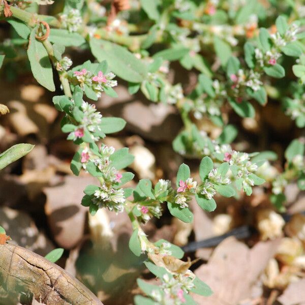 Polygonum plebeium Hábito