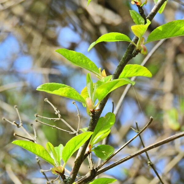 Prunus rivularis ഇല