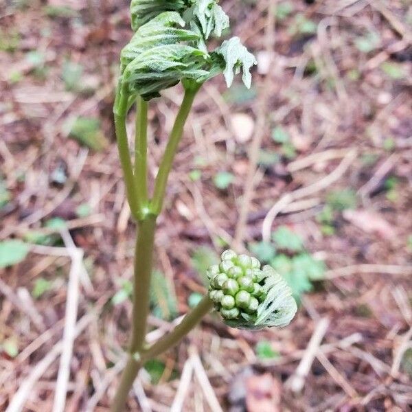 Arisaema triphyllum पत्ता