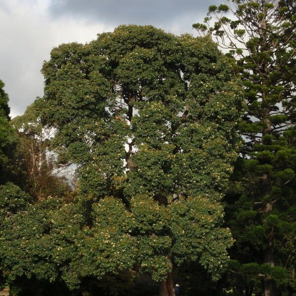 Corymbia ficifolia Plante entière