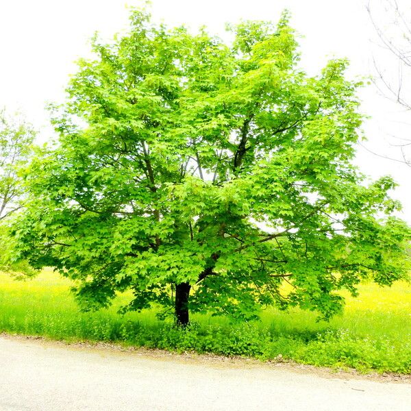 Acer cissifolium Habit