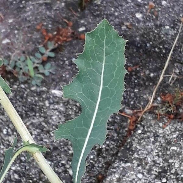 Lactuca serriola Лист