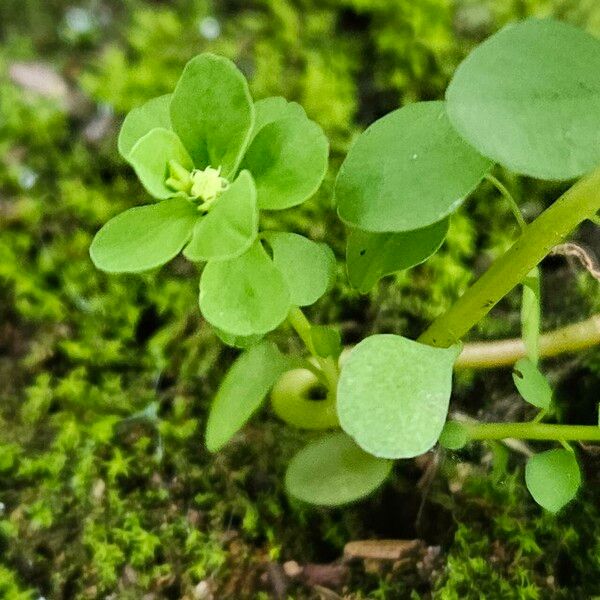 Euphorbia peplus Листок