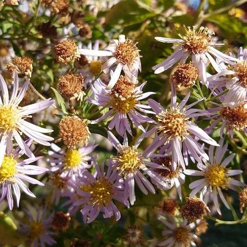 Aster amellus Flower