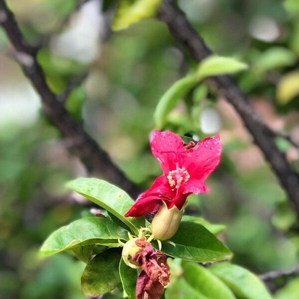 Hibiscus clayii Квітка