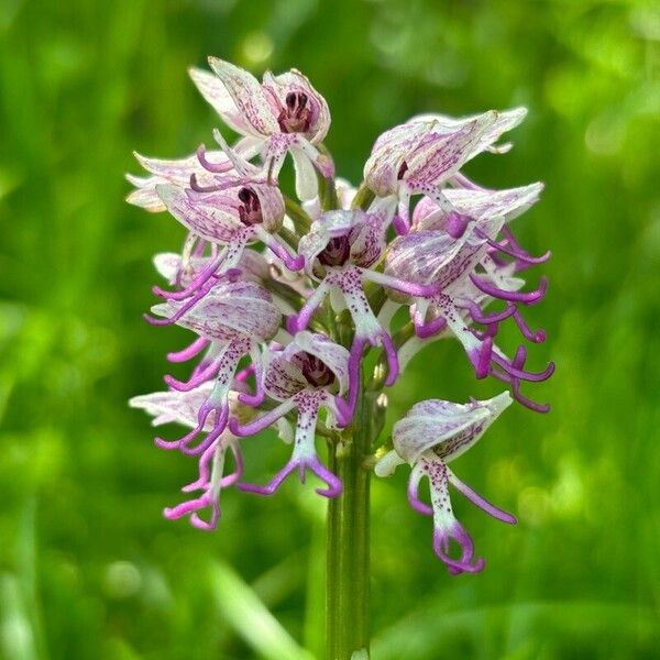 Orchis simia 花