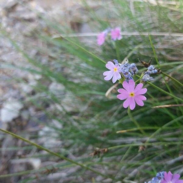 Primula laurentiana Flower