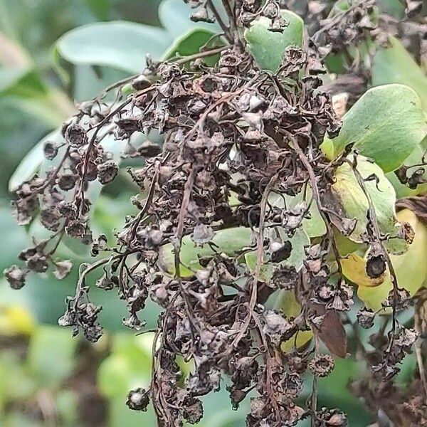 Sibiraea laevigata Fruit