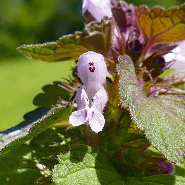 Lamium purpureum 花